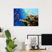 Anthias LyRetail am Korallenriff Poster (Heimbüro)