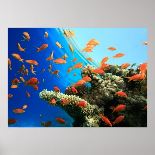 Anthias LyRetail am Korallenriff Poster (Vorne)