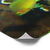 Anthias Reef Party Poster (Ecke)