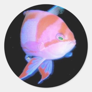 Anthias Runder Aufkleber