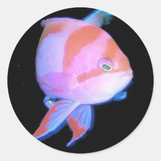 Anthias Runder Aufkleber