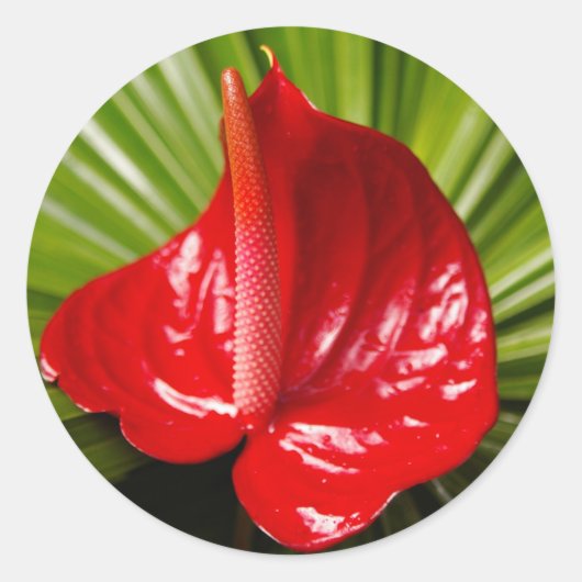 Anthirium Runder Aufkleber (Vorderseite)