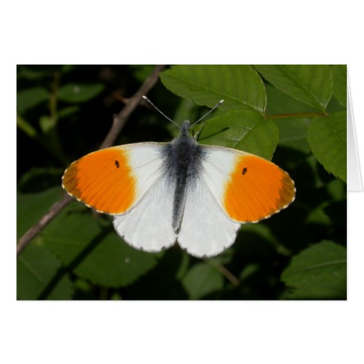 Anthocharis cardamine (Vorderseite (Horizontal))