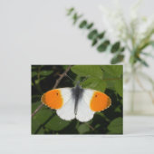 Anthocharis cardamine postkarte (Stehend Vorderseite)
