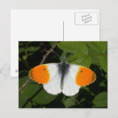 Anthocharis cardamine postkarte (Vorne/Hinten)