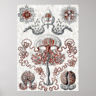 Anthomedusae Plakat