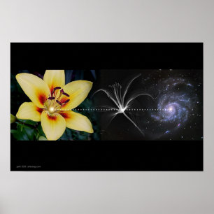 Anthonys Lilie durch Gregory Gallo Poster