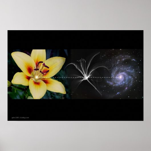 Anthony's Lily von Gregory Gallo Poster (Vorne)