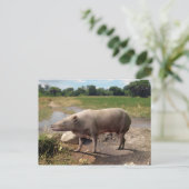 Anthracotherium ("Kohlebestie") Postkarte (Stehend Vorderseite)