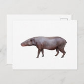 Anthracotherium ("Kohlebestie") Postkarte, weiß Postkarte (Vorne/Hinten)