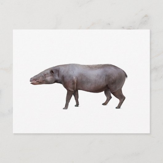 Anthracotherium ("Kohlebestie") Postkarte, weiß Postkarte (Vorderseite)
