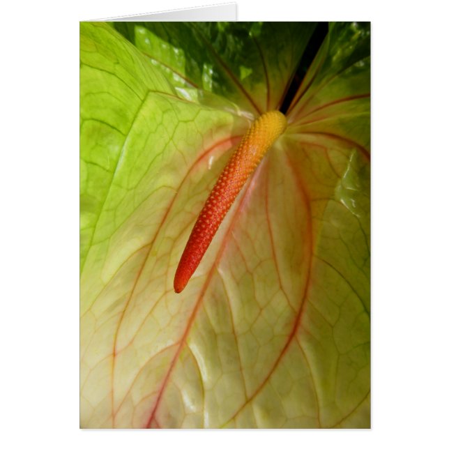Anthurium (Vorne)