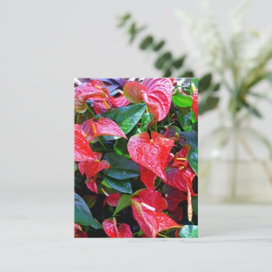 Anthurium (Stehend Vorderseite)