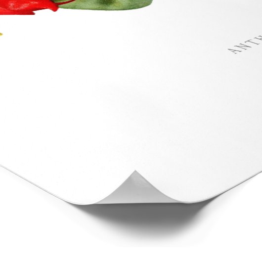 Anthurium atrosanguineum poster (Ecke)