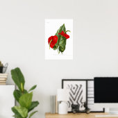 Anthurium atrosanguineum poster (Heimbüro)