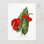 Anthurium atrosanguineum postkarte (Vorderseite)