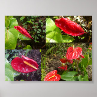 Anthurium - BIG ISLAND HAWAII Poster