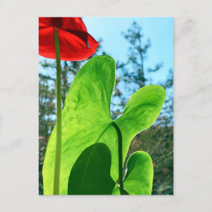 Anthurium-Blätter Postkarte