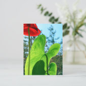Anthurium-Blätter Postkarte (Stehend Vorderseite)