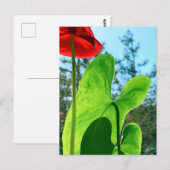 Anthurium-Blätter Postkarte (Vorne/Hinten)