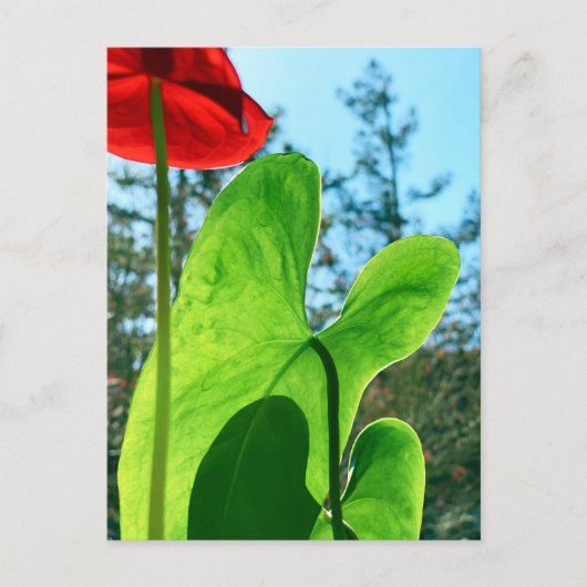 Anthurium-Blätter Postkarte (Vorderseite)