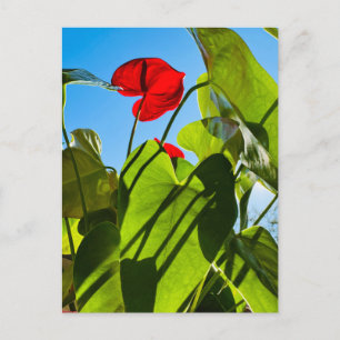 Anthurium-Blätter Postkarte