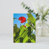 Anthurium-Blätter Postkarte (Stehend Vorderseite)