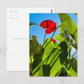 Anthurium-Blätter Postkarte (Vorne/Hinten)