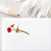 Anthurium Blume (Insitu)