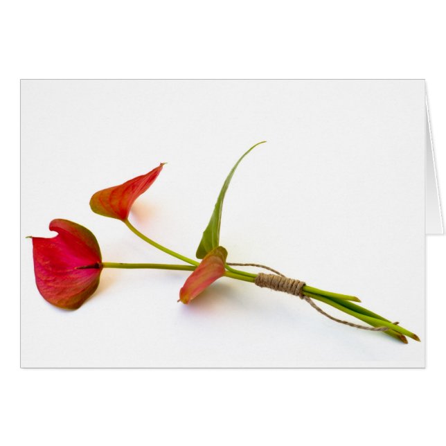 Anthurium Blume (Vorderseite (Horizontal))