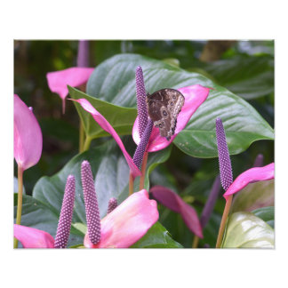 Anthurium-Blume mit Butterfly 20"x16"-Foto Fotodruck