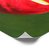 Anthurium-Blume Poster (Ecke)