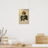 Anthurium-Botanikposter Poster (Küche)