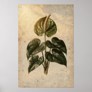 Anthurium-Botanikposter Poster