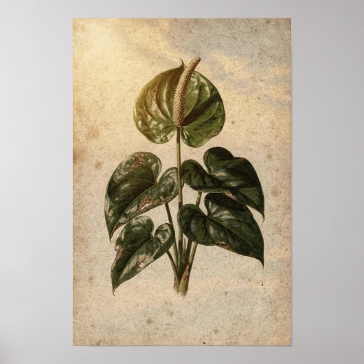 Anthurium-Botanikposter Poster (Vorne)
