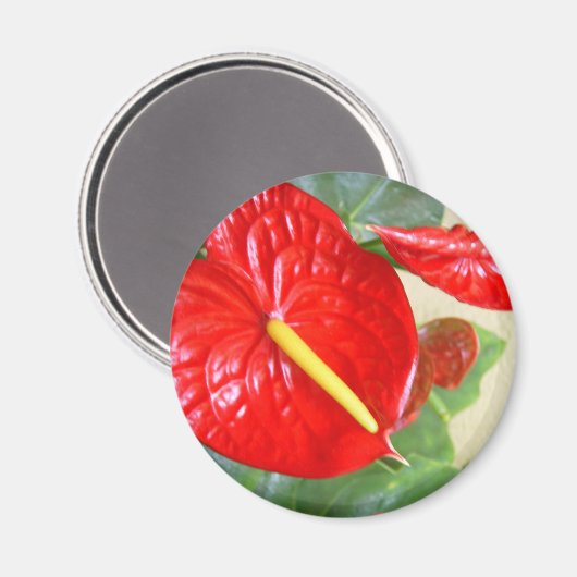 Anthurium Magnet (Vorderseite/Rückseite)