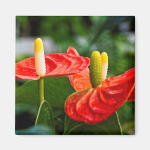 Anthurium Multi Magnet