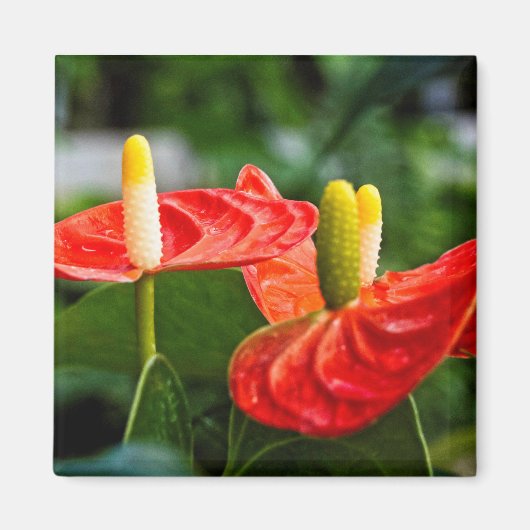 Anthurium Multi Magnet (Vorne)