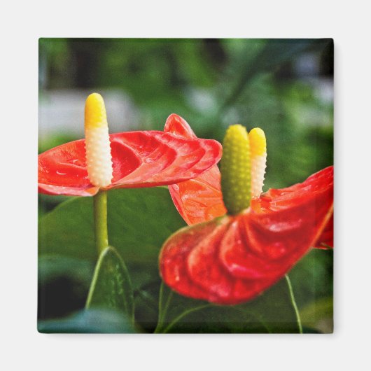 Anthurium Multi Magnet (Vorne)