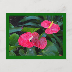 Anthurium-Pflanze Feiertagspostkarte