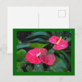 Anthurium-Pflanze Feiertagspostkarte (Vorne/Hinten)
