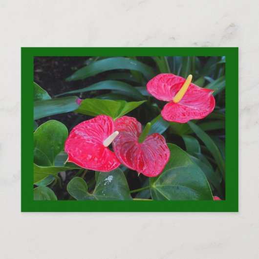 Anthurium-Pflanze Feiertagspostkarte (Vorderseite)