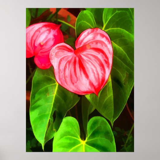 Anthurium Pflanze Poster (Vorne)