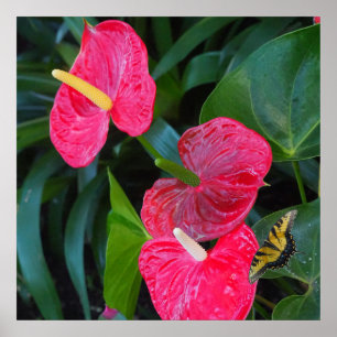 Anthurium-Pflanze Poster