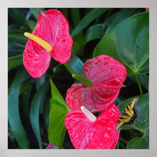 Anthurium-Pflanze Poster (Vorne)
