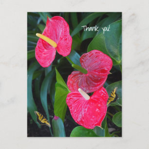 Anthurium-Pflanze Postkarte
