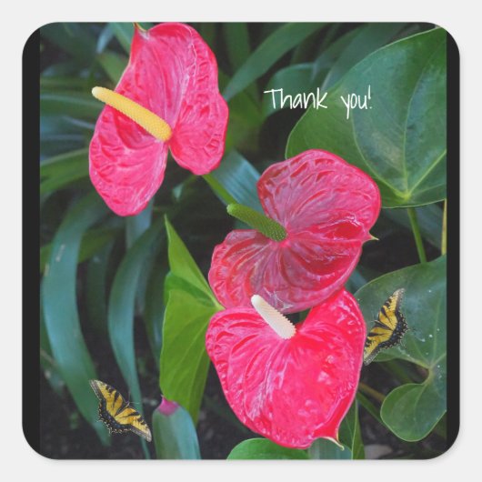 Anthurium-Pflanze Quadratischer Aufkleber (Vorderseite)