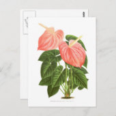 Anthurium Postkarte (Vorne/Hinten)