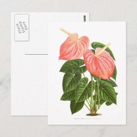 Anthurium Postkarte (Vorne/Hinten)