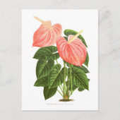 Anthurium Postkarte (Vorderseite)